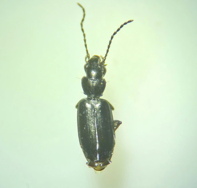 Microlestes