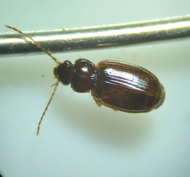 Trechus quadristriatus - közönséges fürgefutonc