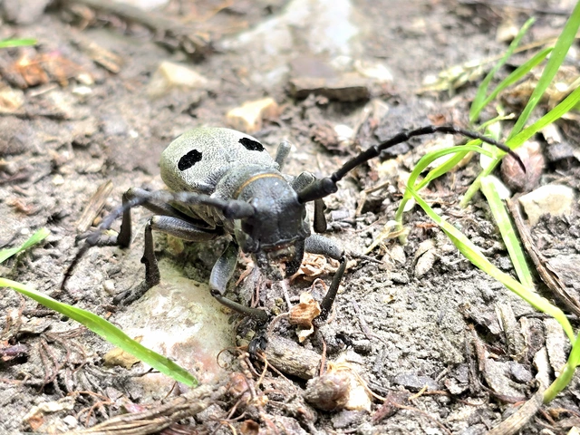 Morimus asper funereus - gyászcincér