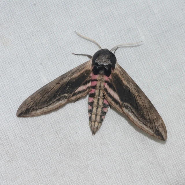 Sphinx ligustri - fagyalszender