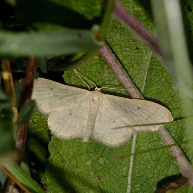 Idaea deversaria - egyszínű sávosaraszoló