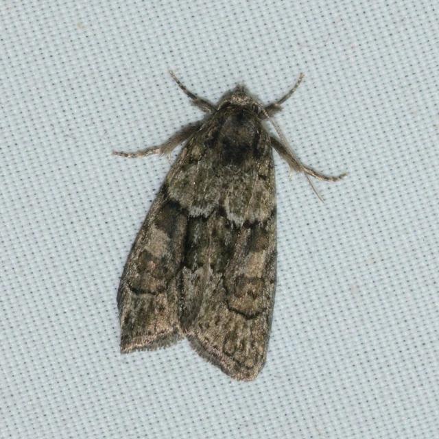 Cryphia fraudatricula - homoki zuzmóbagoly