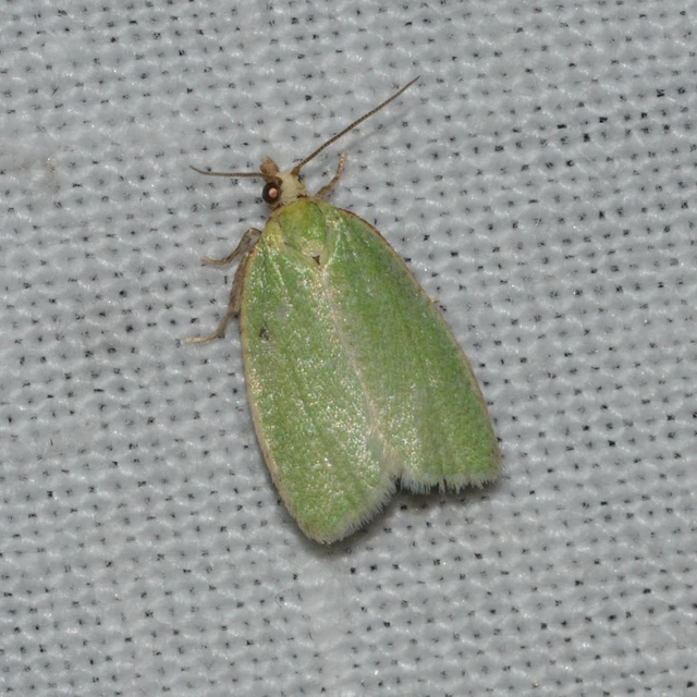Tortrix viridana - tölgyilonca
