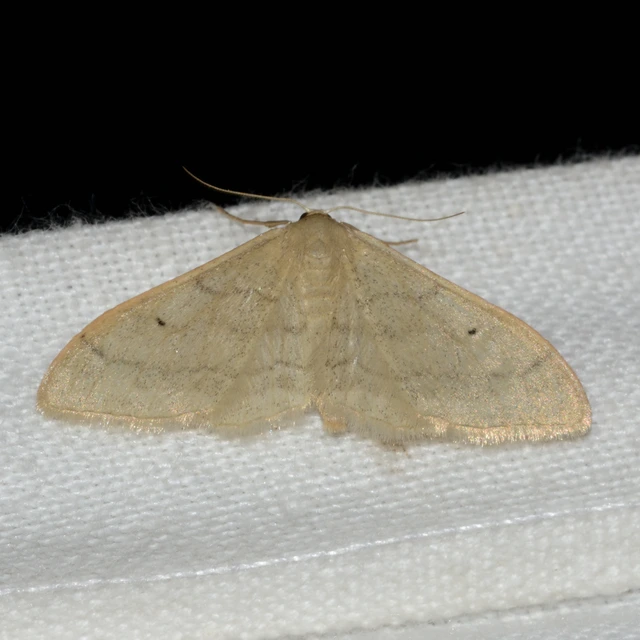 Idaea deversaria - egyszínű sávosaraszoló