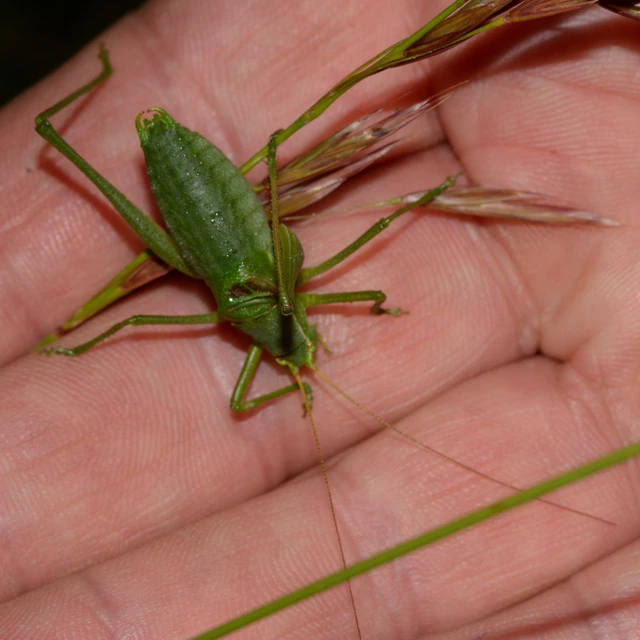 Isophya costata - magyar tarsza