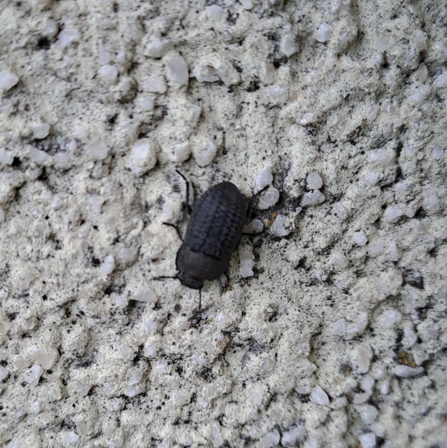Opatrum sabulosum - sároshátú gyászbogár Opatrum sabulosum - sároshátú gyászbogár