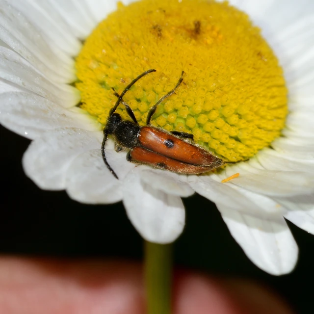 Vadonia unipunctata - kétpettyes virágcincér