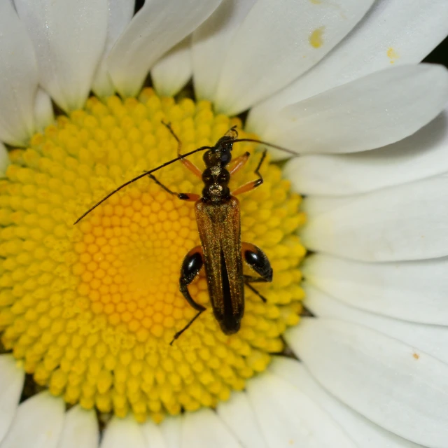 Oedemera podagrariae - székfű-álcincér