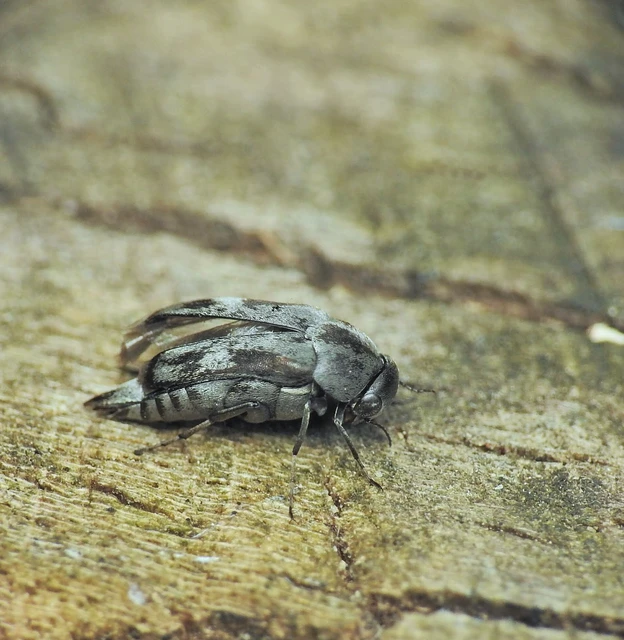 Tomoxia bucephala - kúptestű maróka