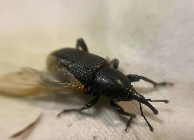 Sphenophorus abbreviatus - óriászsuzsok