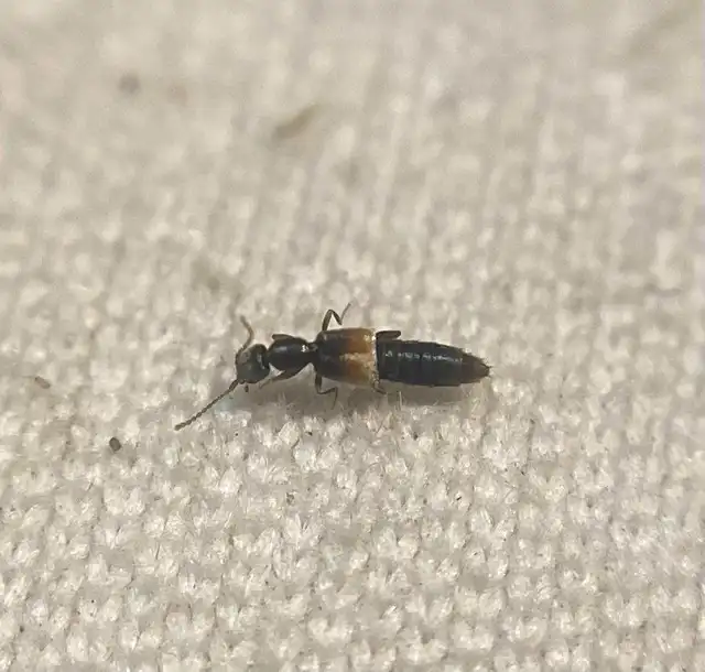 Scopaeus debilis - pusztai turzásholyva