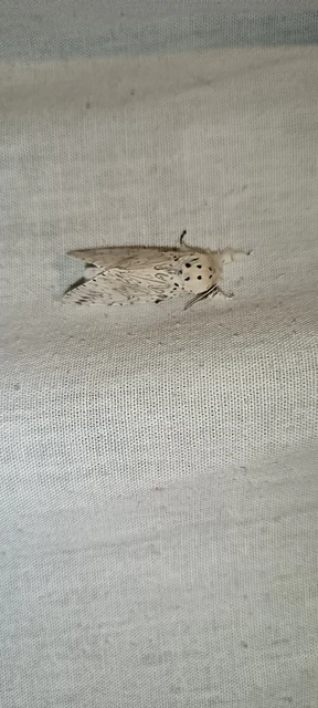 hermelin-púposszövő - Cerura erminea