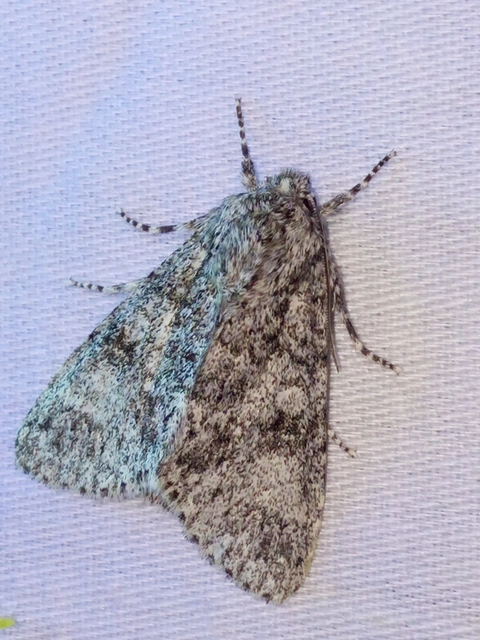 Acronicta megacephala - nagyfejű szigonyosbagoly