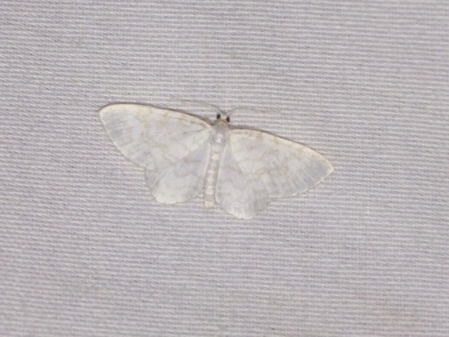 Asthena albulata - gyertyán-fehéraraszoló