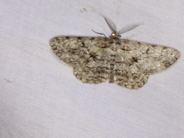 Hypomecis roboraria - nagy tölgyfaaraszoló