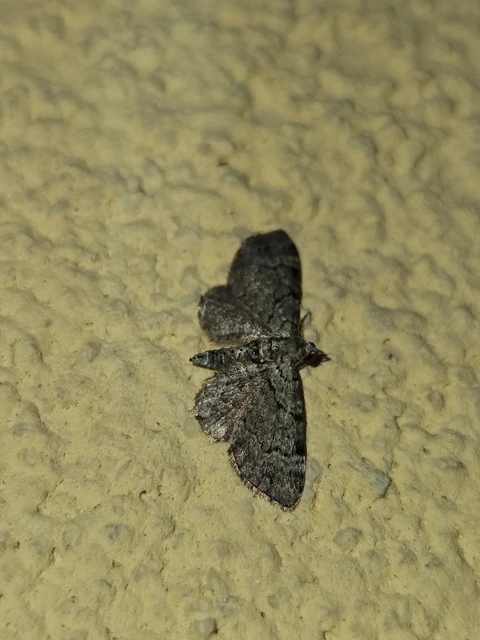 Pasiphila rectangulata - almavirág-araszoló