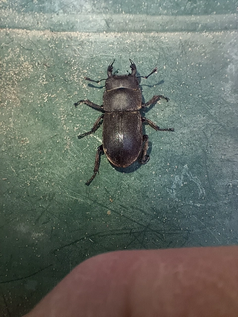 Dorcus parallelipipedus - kis szarvasbogár