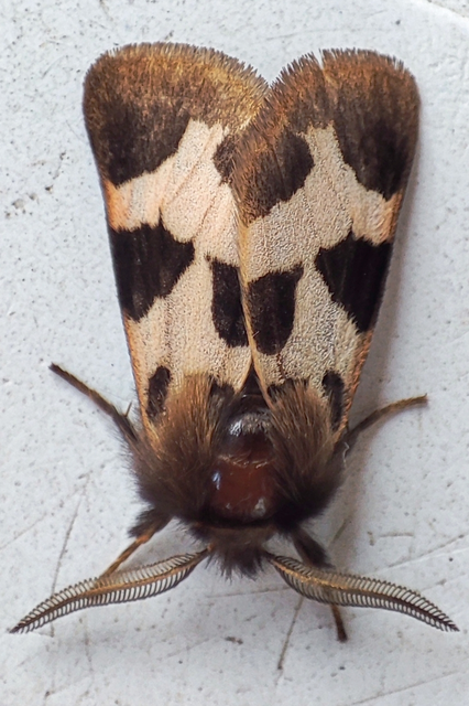 Watsonarctia deserta - tarka medvelepke