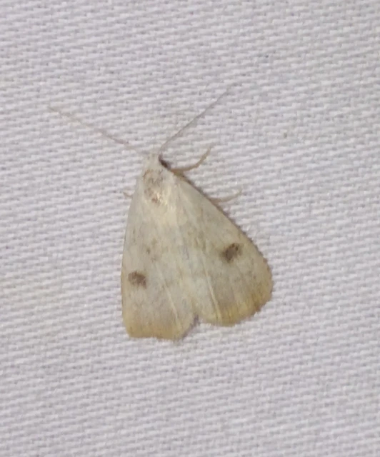 Rivula sericealis - selymes lórombagoly