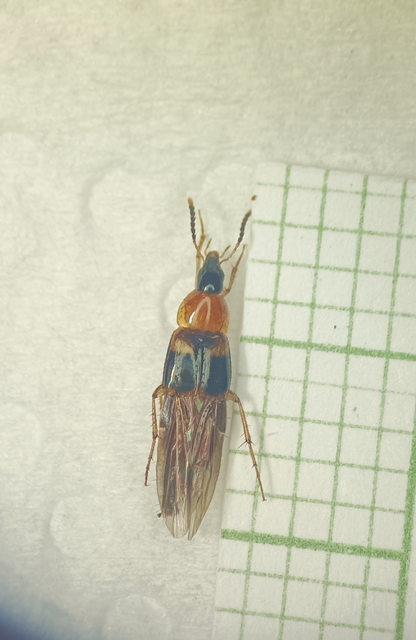 Lordithon lunulatus - tarka gombászholyva