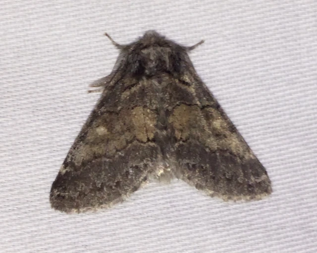 Gluphisia crenata - kormos púposszövő