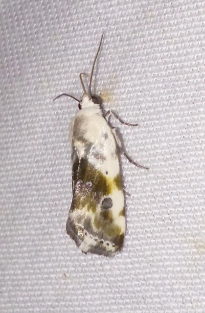 Ponometia candefacta - parlagfűbagoly