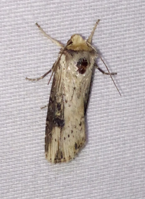 Axylia putris - vonalkás földibagoly