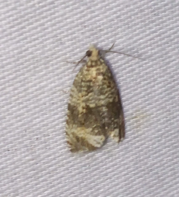 Celypha lacunana - vízparti tükrösmoly