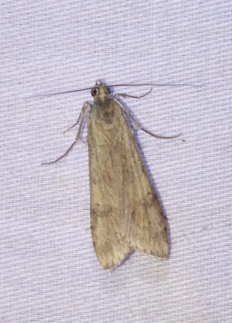 Nomophila noctuella - közönséges vándormoly