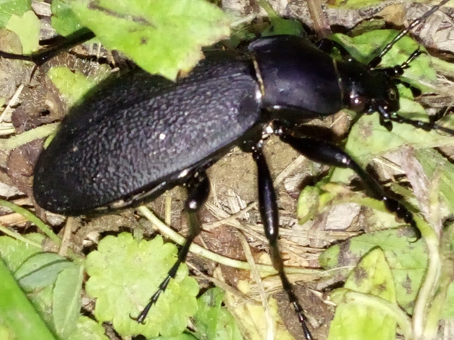 Carabus coriaceus - bőrfutrinka