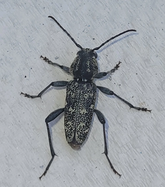 Xylotrechus rusticus - egérszínű darázscincér