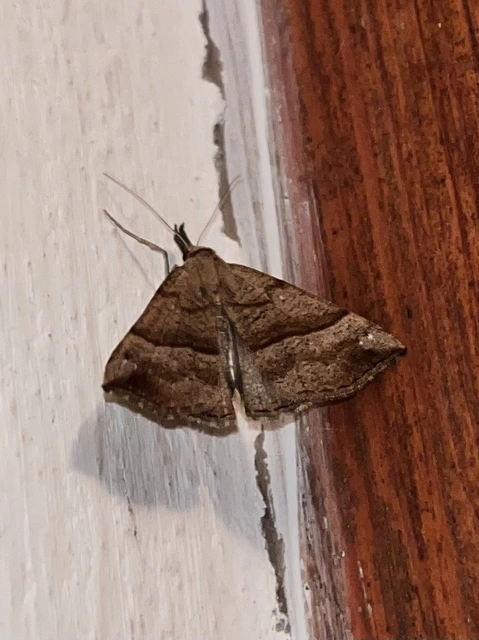 Hypena proboscidalis - ormányos karcsúbagoly