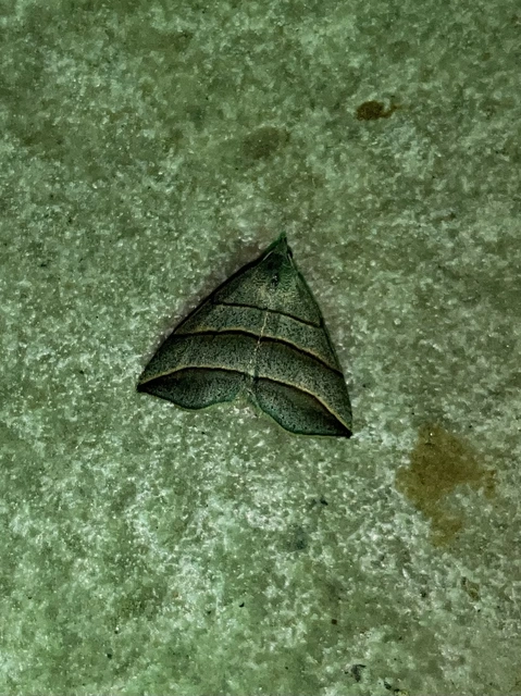 Colobochyla salicalis - háromsávos törpebagoly