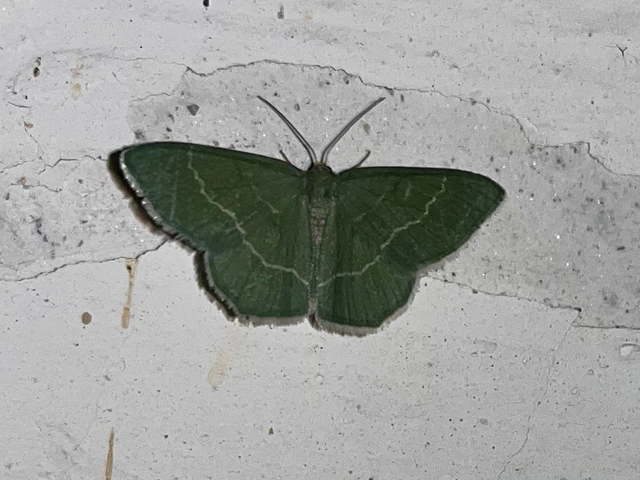 Chlorissa viridata/cloraria