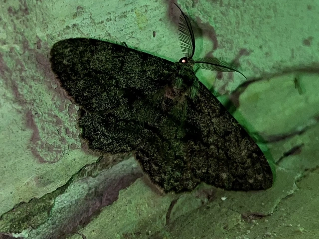 Hypomecis roboraria - nagy tölgyfaaraszoló