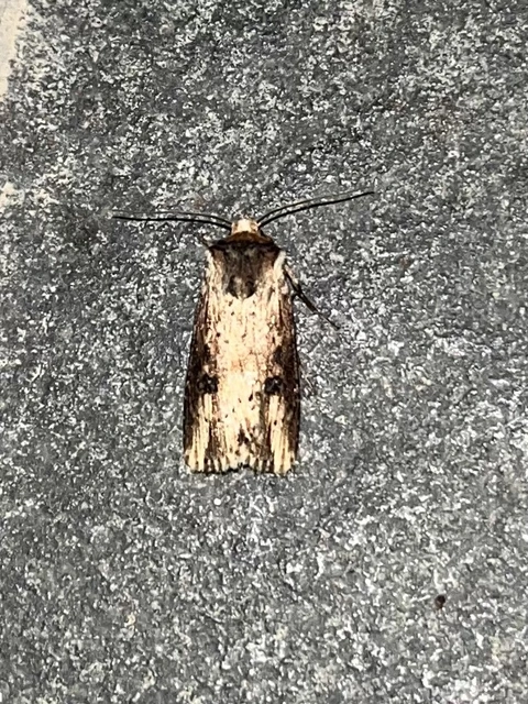 Axylia putris - vonalkás földibagoly