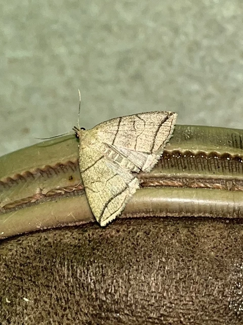 Herminia grisealis - ligeti karcsúbagoly