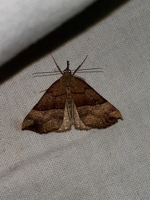 Hypena proboscidalis - ormányos karcsúbagoly