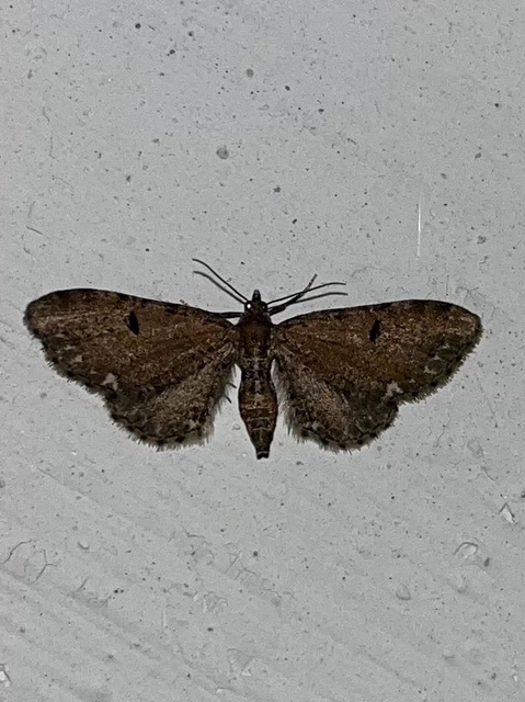 Eupithecia absinthiata - üröm-törpearaszoló