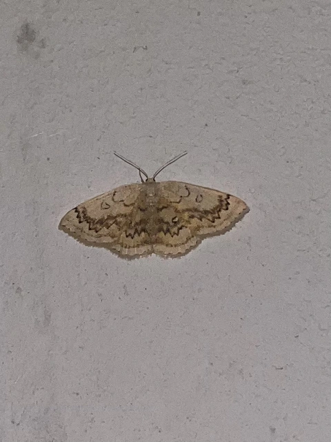 Cyclophora annularia - gyűrűs pettyesaraszoló