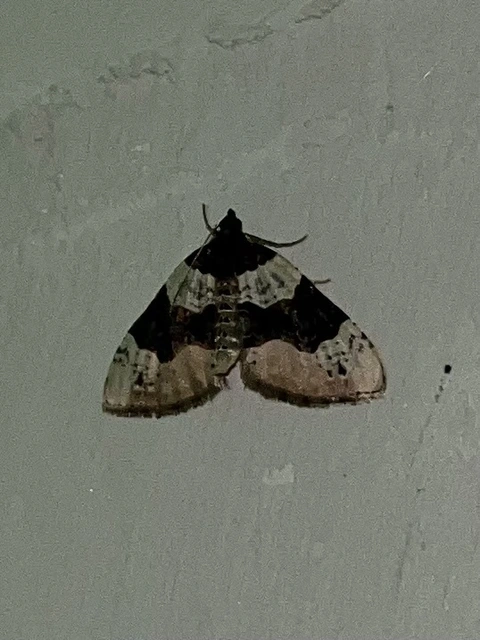 Cosmorhoe ocellata - szemes galajaraszoló