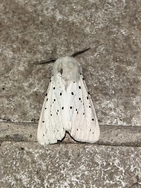 Spilosoma lubricipedum - tejszínű medvelepke