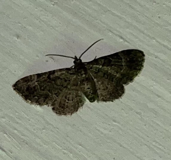 Pasiphila rectangulata - almavirág-araszoló