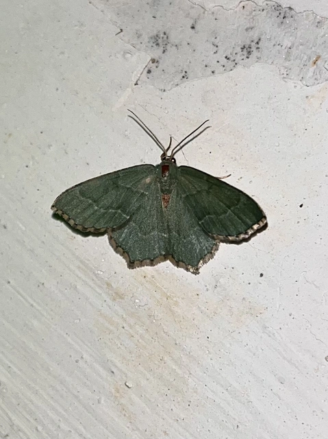 Hemithea aestivaria - nyír-zöldaraszoló