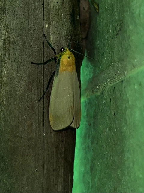 Lithosia quadra - négypettyes zuzmószövő
