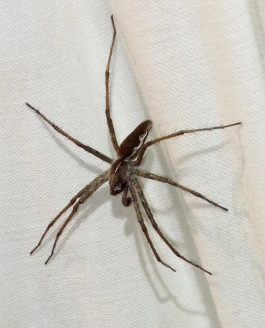 Pisaura mirabilis - csodáspók