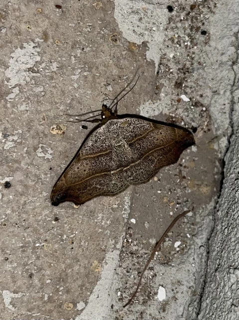Laspeyria flexula - zuzmóbagoly