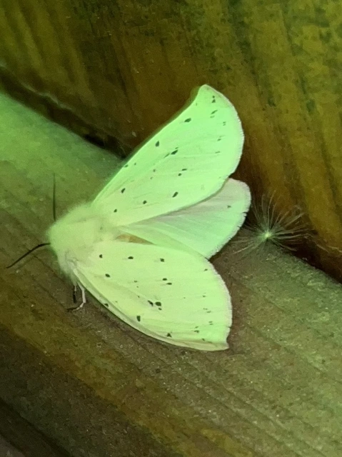 Spilosoma lubricipedum - tejszínű medvelepke
