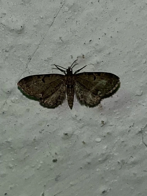 Eupithecia absinthiata - üröm-törpearaszoló