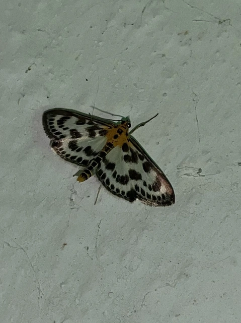 Anania hortulata - tarka csalánmoly